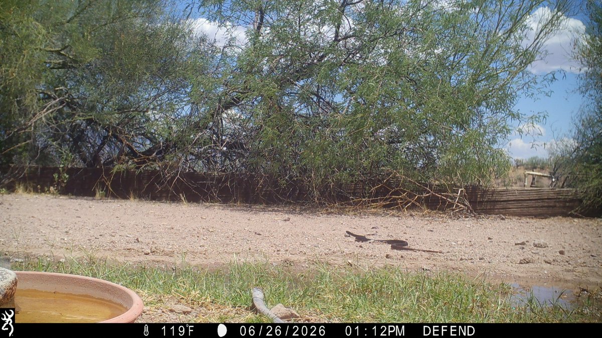 CrytzerFry's tweet photo. Coachwhip #snake taking a sip at the pond, then heading back out to the desert. Caught on #cameratrap. https://t.co/eKVCaixqMS