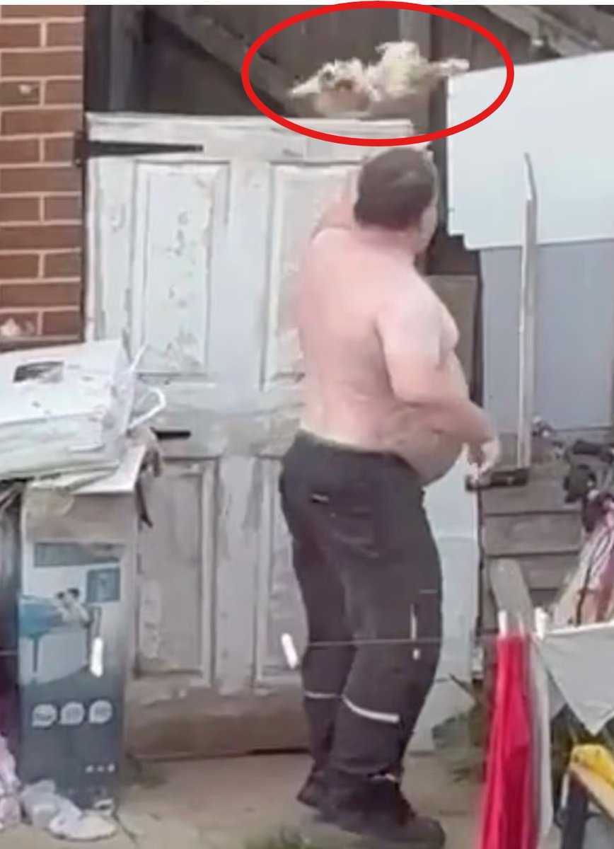 TheGriftReport's tweet photo. DOG ABUSER GRABS TERRIER BY HEAD AND THROW HIM OVER A FENCE

A shirtless thug has been banned from keeping animals for 10 years after he was filmed grabbing a tiny terrier by the head and flinging it over a 6ft fence in Bristol

James Andrew was caught on camera throwing the dog named Boomer while it kicked its legs in distress with neighbours shouting at him from their window as he appeared amused by what he had done

Andrew and his former partner Claire Malik admitted animal welfare offences after the RSPCA found the dog underweight with crusty eyes and scabs while the couple’s home was described as being in a disgusting state with rubbish and faeces everywhere

Malik was ordered to pay £568, while Andrew was ordered to pay £680.