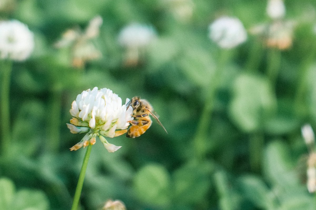 alpha7_1189's tweet photo. 🐝☘️ https://t.co/pRMH9RYnff