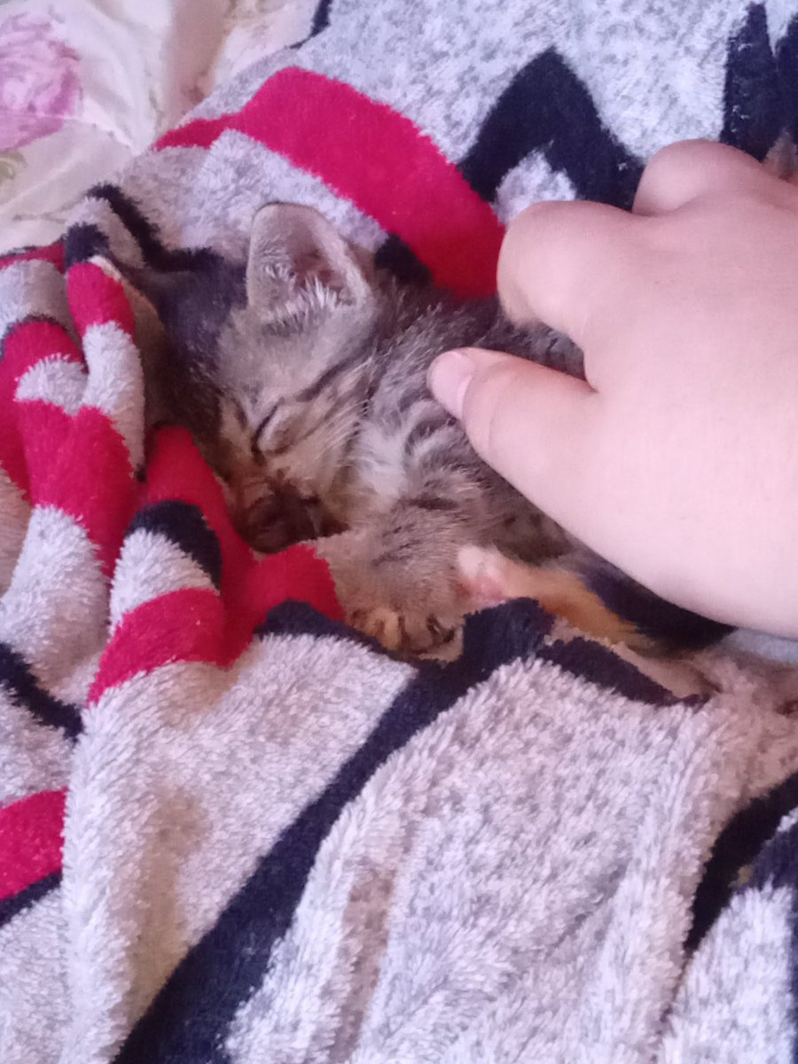 Yddrain's tweet photo. @NicoRobin_XYZ Uhmhn... My cat. https://t.co/0uPcHgDPlL
