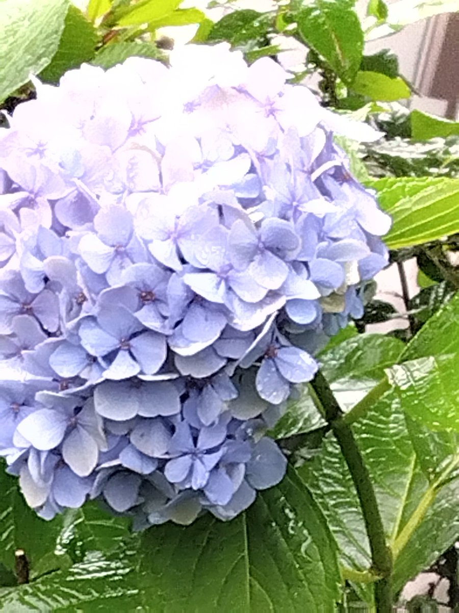 yamanase's tweet photo. 今日の庭の紫陽花です。今日も雨の埼玉です。 https://t.co/EGjGhQWQ3l