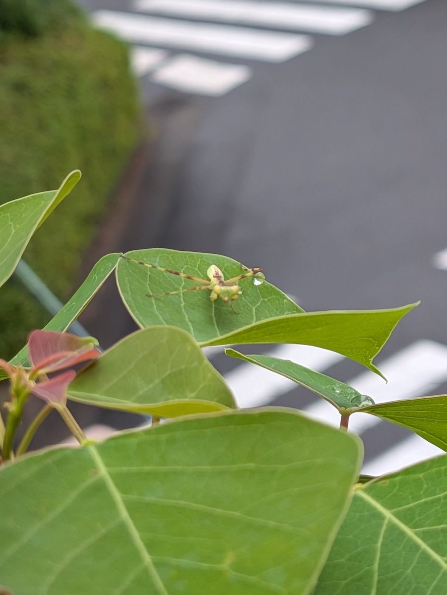 pikminsasasa's tweet photo. 雨上がりのキッズカマキリ𓀠 https://t.co/hGBQY7EfVu
