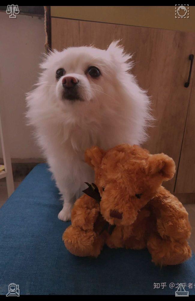 Zodiac_match's tweet photo. Puppies' warm body temperature provides real happiness on chilly days. A simple snuggle can chase away the cold and warm the heart. The sun sets peacefully behind the trees. https://t.co/hhAzTNKOci