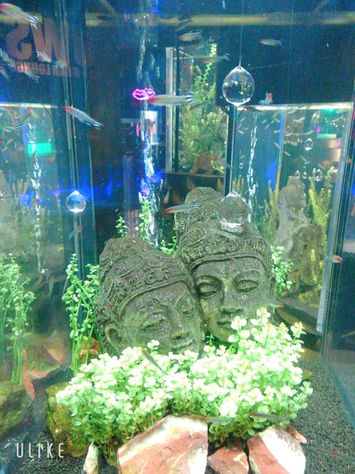 IcYu7130's tweet photo. 宇宙水族館を鑑賞しに、水の惑星へワープ🚀
光と影が踊る魅惑的な空間で、不思議な魚たちが尾鰭をゆらゆらさせながら泳ぐのをぼんやり眺めた🐠
…現実との区別が曖昧になった頃、優しく肩を叩かれ地球へ帰還。
素晴らしき非日常感を味わえた✨
#写真で伝えたい私の世界 
#水族館 https://t.co/KLYg3hqE1N