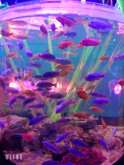 IcYu7130's tweet photo. 宇宙水族館を鑑賞しに、水の惑星へワープ🚀
光と影が踊る魅惑的な空間で、不思議な魚たちが尾鰭をゆらゆらさせながら泳ぐのをぼんやり眺めた🐠
…現実との区別が曖昧になった頃、優しく肩を叩かれ地球へ帰還。
素晴らしき非日常感を味わえた✨
#写真で伝えたい私の世界 
#水族館 https://t.co/KLYg3hqE1N