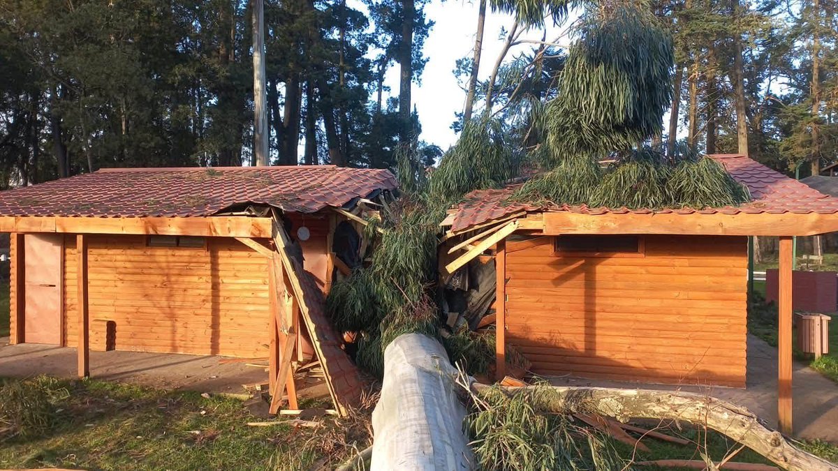 InformaAlMinuto's tweet photo. 🔴Situación en la comuna de Lautaro | Fuertes ráfagas del viento Puelche provocaron daños de consideración al interior del Parque Isabel Riquelme durante esta tarde y la voladura de techumbre de al menos una vivienda en Los Castaños con Javiera Carrera https://t.co/q8LijA8817