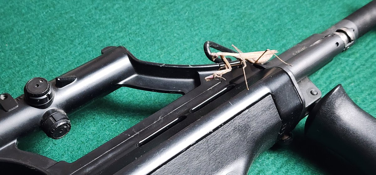 Mike_Nepo's tweet photo. BUG on the AUG https://t.co/Dcb68RvFjD