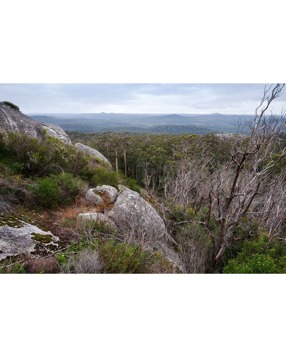 jasontheroberts's tweet photo. Looking out over Western Australia's forests. Watch the story behind this image here: https://t.co/LnaN3gRzkK #LandscapePhotography #Landscapes #Photography #WAtheDreamState #ExploreWA #WesternAustralia #ThisIsWA #WestAustralia @WesternAustralia https://t.co/KYRKwn1NjN