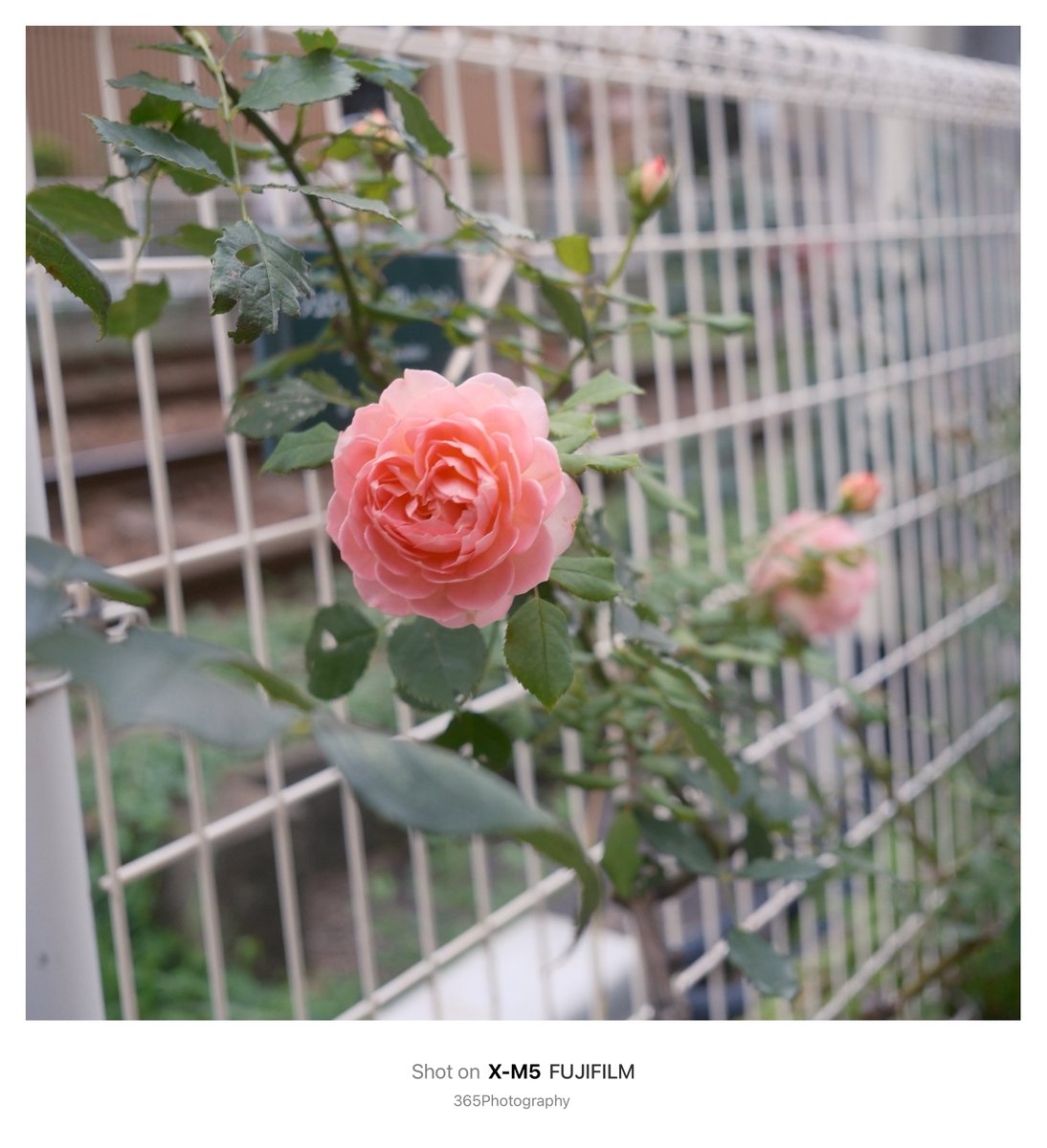 365photography_'s tweet photo. xｰm5スナップ。
FUJIFILMで切り撮る365日。
線路沿いのフェンスに咲くバラの二番花たち。
#xm5  #FUJIFILM  #キリトリセカイ https://t.co/ql8PZVHGKT