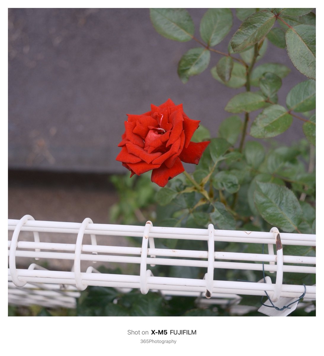 365photography_'s tweet photo. xｰm5スナップ。
FUJIFILMで切り撮る365日。
線路沿いのフェンスに咲くバラの二番花たち。
#xm5  #FUJIFILM  #キリトリセカイ https://t.co/ql8PZVHGKT