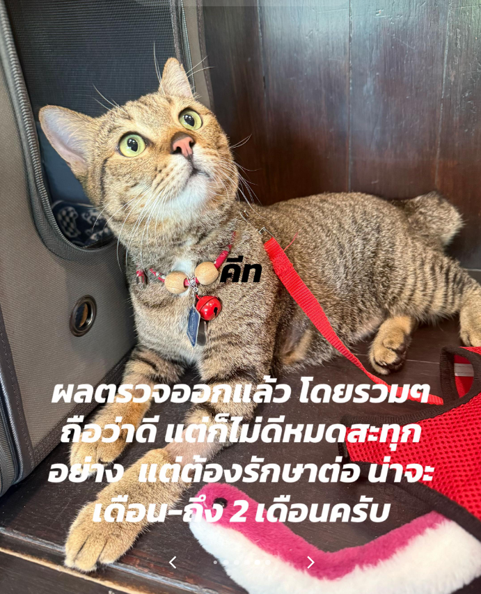 TifFaNy_9member's tweet photo. เสืออ้วนยังคงต้องกินยาต่อ ต้องรักษาต่ออีก 1-2 เดือน https://t.co/kGQNbnlVk6