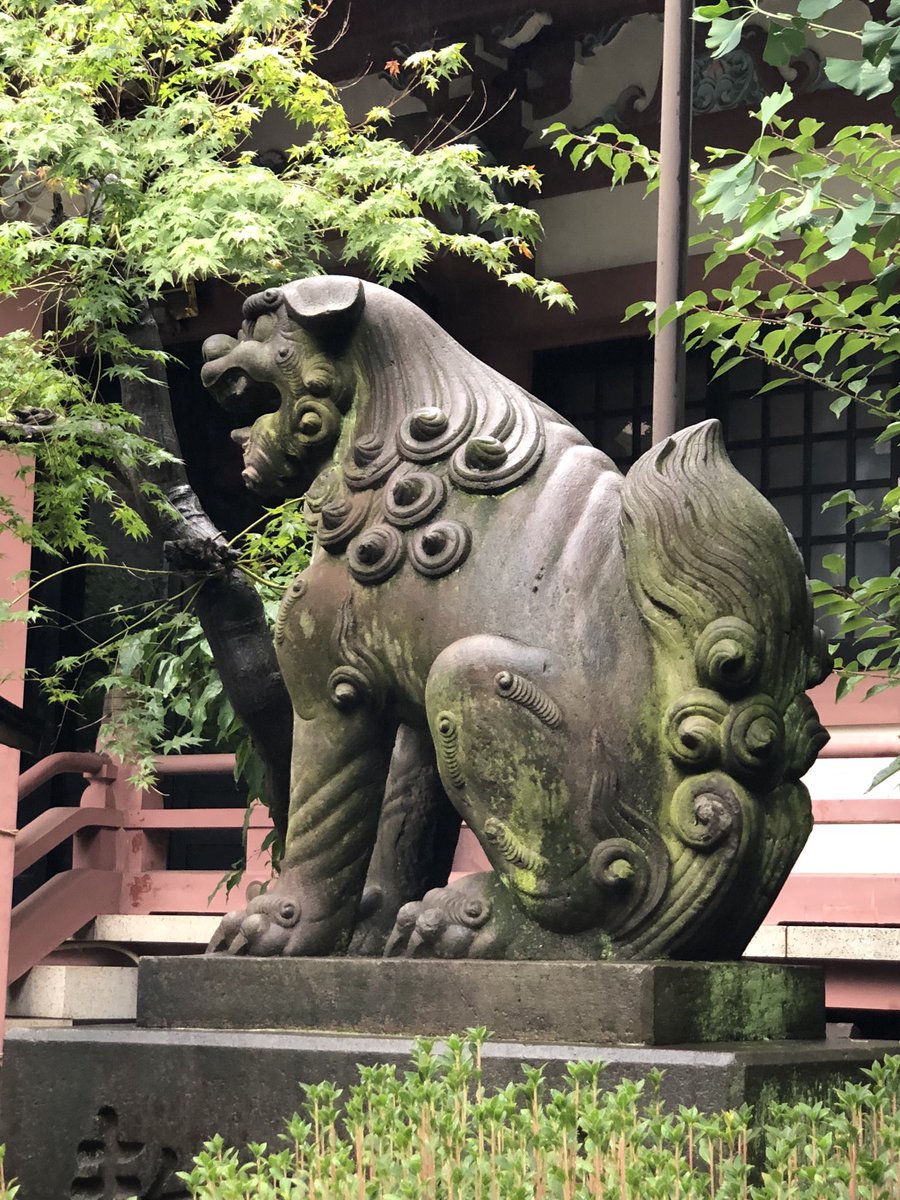koomyie's tweet photo. 平河天満宮の梅と柿と狛犬🐶
本日、東京は強めの雨☔️の割には蒸し暑いです😑エアコン全開ʕ⁎̯͡⁎ʔ༄ https://t.co/knwGB9Uspu