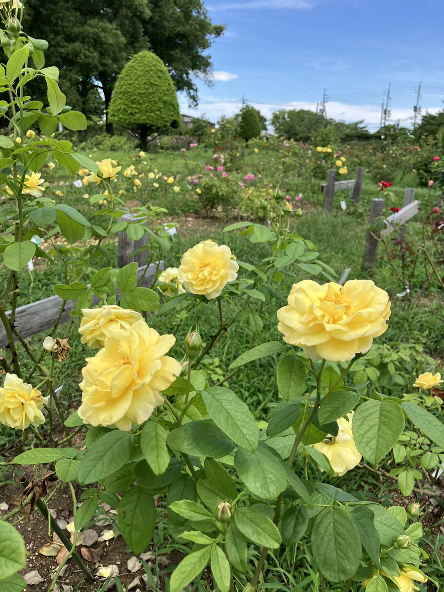 RSKbaraen's tweet photo. RSKバラ園です🌹
お天気回復してきましたね！
バラ園は7月〜9月は特別料金。
大人400円、子ども200円になります。
バラの2番花、次々と開花しています🌹
鮮やかな黄色のバラは「フランスアンフォ」
ピンクの房咲きは「バレリーナ」
ピンクのフリルのある花びらは「プリンセスシャルレーヌドゥモナコ」 https://t.co/swsBEUUHoP