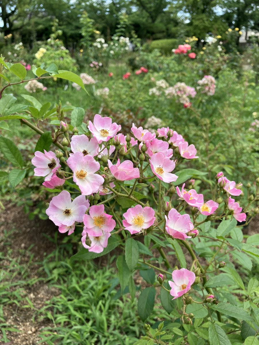 RSKbaraen's tweet photo. RSKバラ園です🌹
お天気回復してきましたね！
バラ園は7月〜9月は特別料金。
大人400円、子ども200円になります。
バラの2番花、次々と開花しています🌹
鮮やかな黄色のバラは「フランスアンフォ」
ピンクの房咲きは「バレリーナ」
ピンクのフリルのある花びらは「プリンセスシャルレーヌドゥモナコ」 https://t.co/swsBEUUHoP
