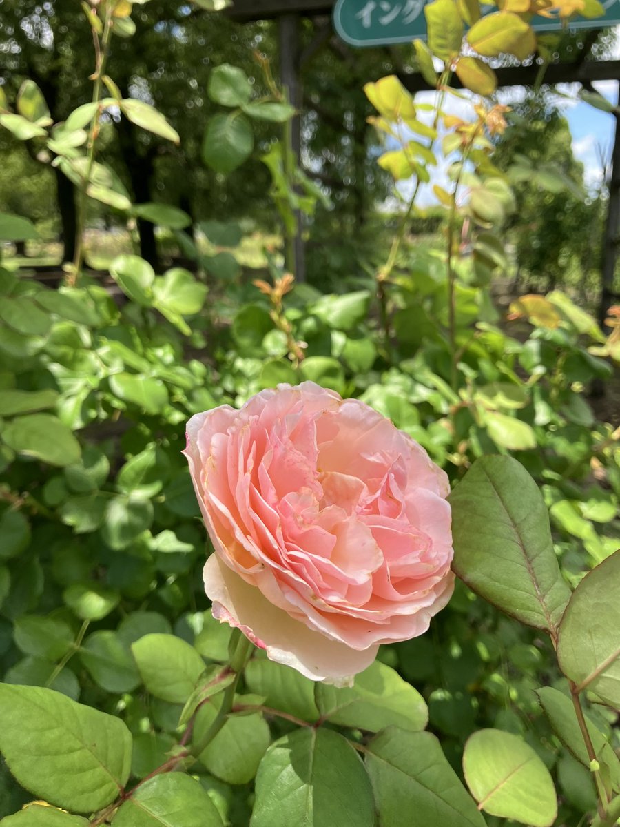 RSKbaraen's tweet photo. RSKバラ園です🌹
お天気回復してきましたね！
バラ園は7月〜9月は特別料金。
大人400円、子ども200円になります。
バラの2番花、次々と開花しています🌹
鮮やかな黄色のバラは「フランスアンフォ」
ピンクの房咲きは「バレリーナ」
ピンクのフリルのある花びらは「プリンセスシャルレーヌドゥモナコ」 https://t.co/swsBEUUHoP