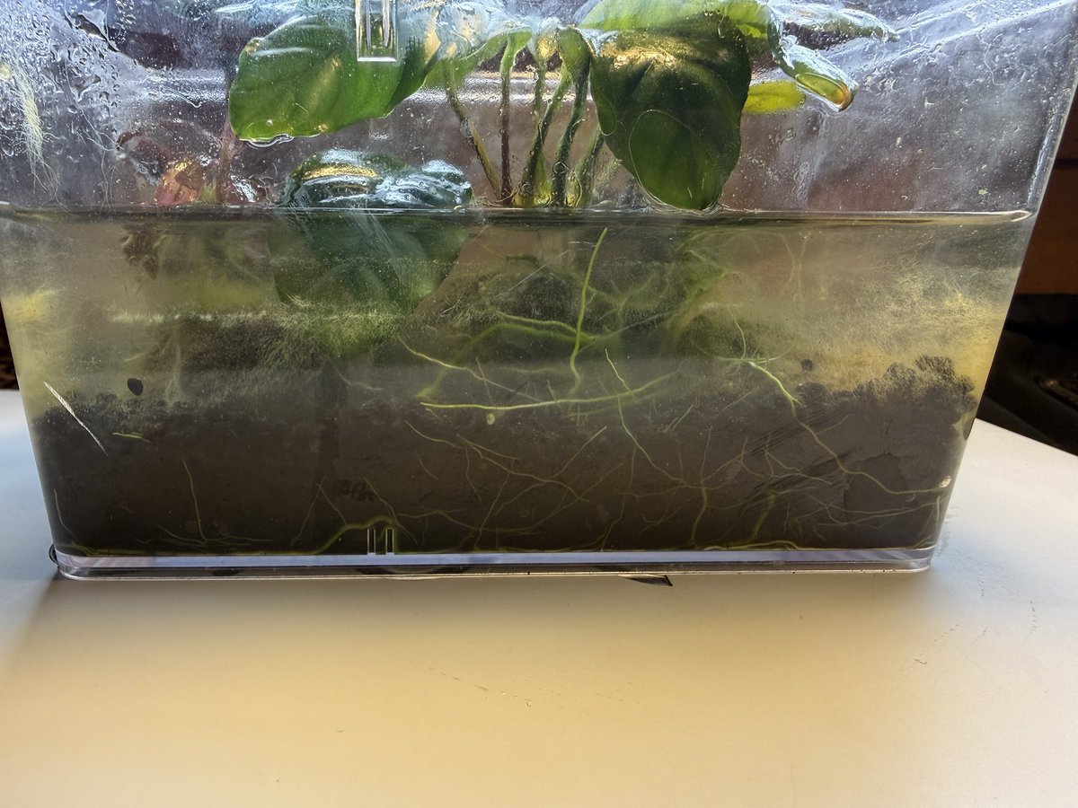 Carpetpyth0n's tweet photo. 水上葉にして1年でガッツリ根ずきました。

苔も生えましたがw

#アクアリウム
#アヌビアス 
#アヌビアスコーヒーファリア
#水草 https://t.co/Xl0lt32Nsq