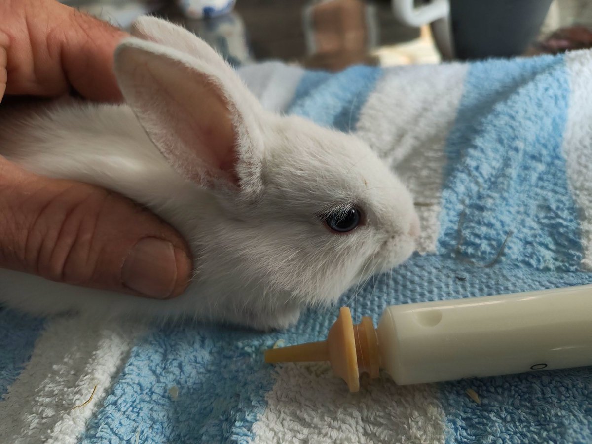 perdokrene's tweet photo. De dierenopvang zit bomvol. Alleen voor noodgevallen hebben we nog ruimte. 
Dat betekend ook een hoop kosten voor de zorg van de dieren.
Mocht u ons daarbij willen ondersteunen dan kan dat via: https://t.co/XmJ3eWNsiF
Dank u wel! https://t.co/EkQ8Podsz5