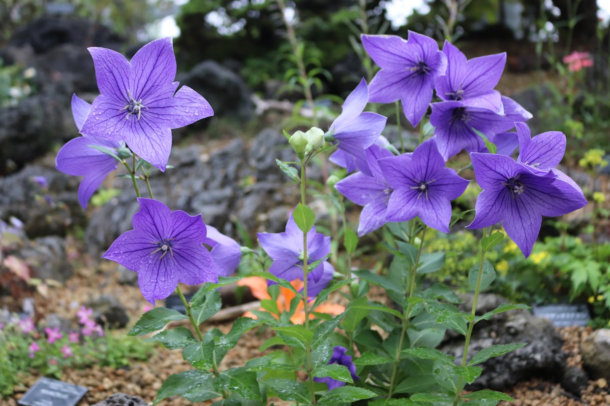 SakuyaismU's tweet photo. ただいま高山植物室では、#キキョウ科 のお花たちがたくさん開花中！
（1枚目：#キキョウ、2枚目：#ソバナ、3枚目：#ヒメシャジン）
風船のように膨らんだ蕾から、美しい花を咲かせます💜
この他にも様々なキキョウ科のお花をご覧いただくことができますので、ぜひお楽しみください💫

#咲くや開花情報　#咲くやこの花館
