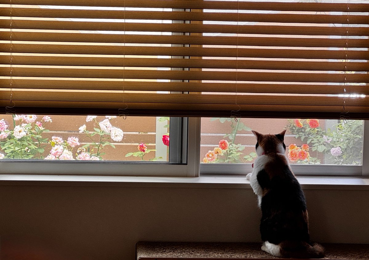 mieeechang's tweet photo. 庭のバラを愛でる、あんじー様

私は、この時期に咲く🌹の方が好きだなぁ✨

#猫のいる幸せ #猫のいる暮らし
#猫好きさんと繋がりたい #三毛猫
#バラの庭 https://t.co/Swn6Xgc1UK