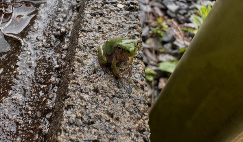 catloverdaisuki's tweet photo. 小さな来訪者🐸 https://t.co/Jnq1MGMJJo