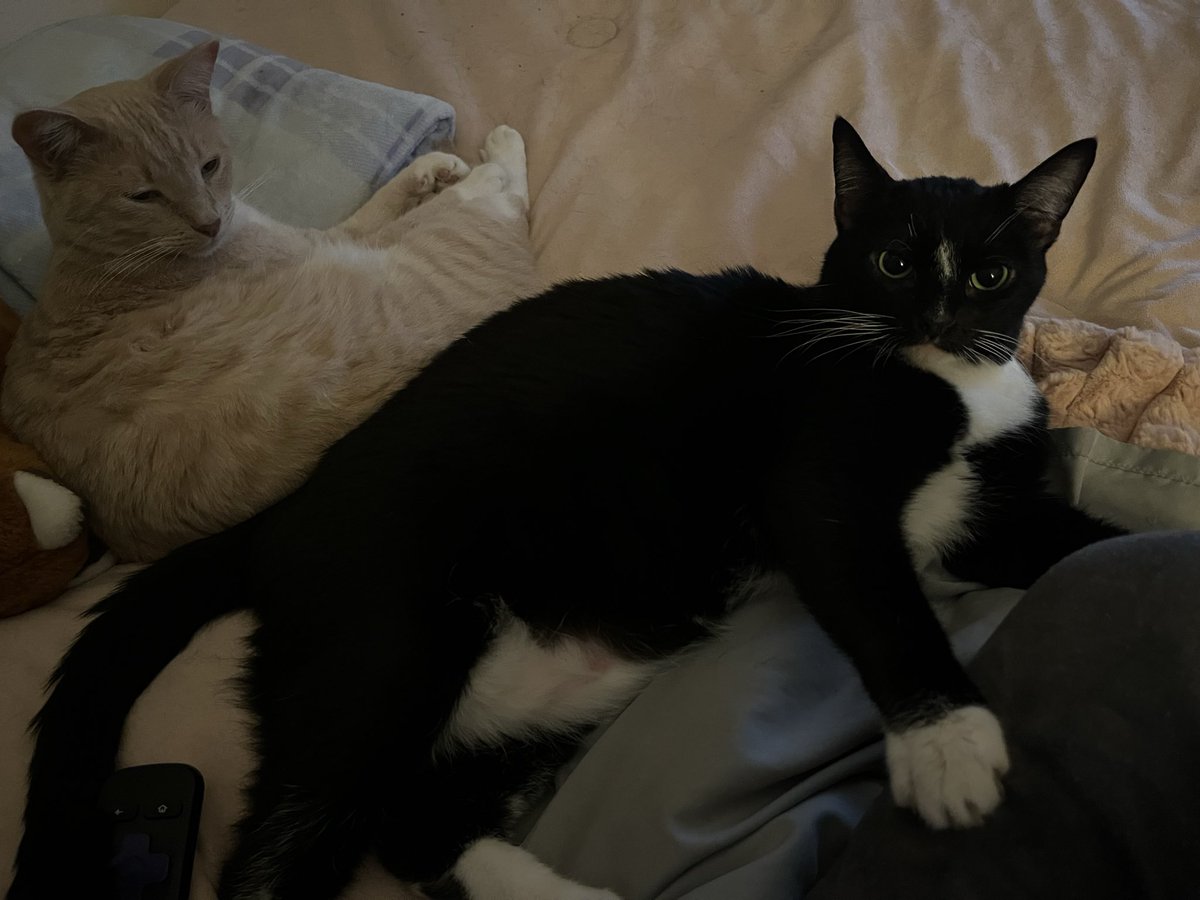 OrchidMoonJen's tweet photo. Idk what else to say at the moment so I'll just bring some wholesomeness to the tags by sharing my cats
Make sure you're all taking care of yourselves during this time 🙏🏻
#BRINGBACKVALKO #valko #BringValkoBack #justiceforvalko https://t.co/JD9d1RNjaw