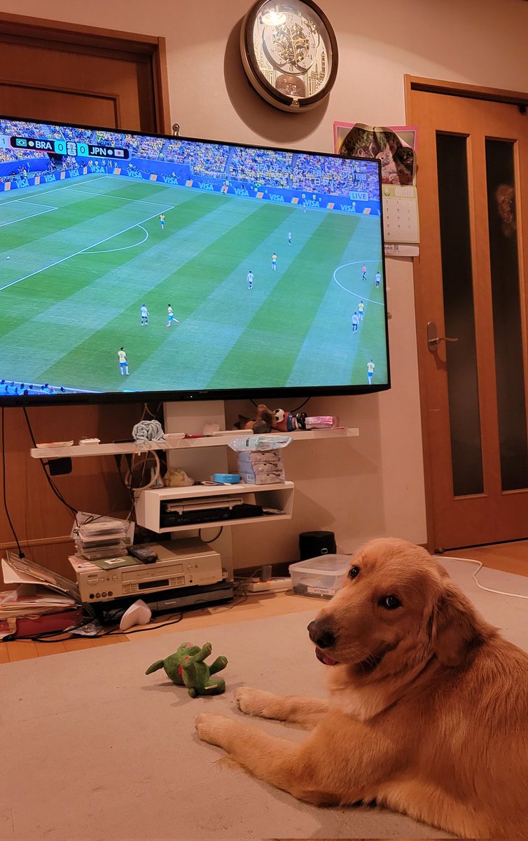 Distance50cm's tweet photo. W杯⚽️チェリーも応援
日本ガンバレー https://t.co/mUoC3JCGGx