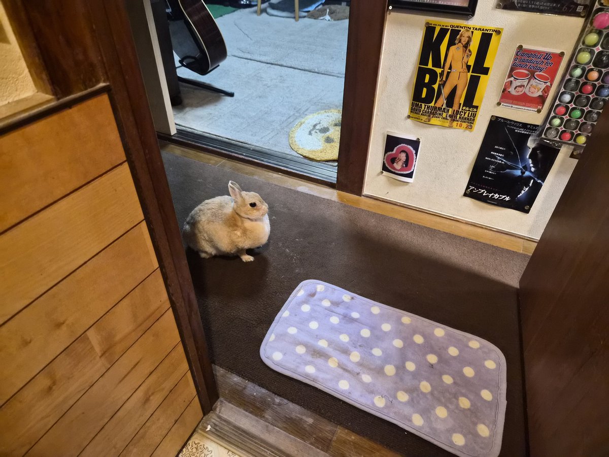qkgpso4tQw85289's tweet photo. どうしても飼い主のトイレにくっ付いてくるうさぎ🐇🚾 https://t.co/JorJJEuIow