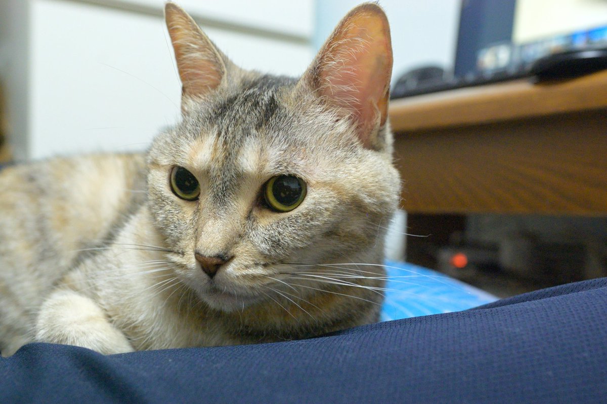 paradiso4932's tweet photo. 試し撮り。F4なので単玉の意味ないが、猫の顔は彫りが深いので、ピンぼけするよりまし。#Nikon #D40 https://t.co/YpaBSTQ5i6