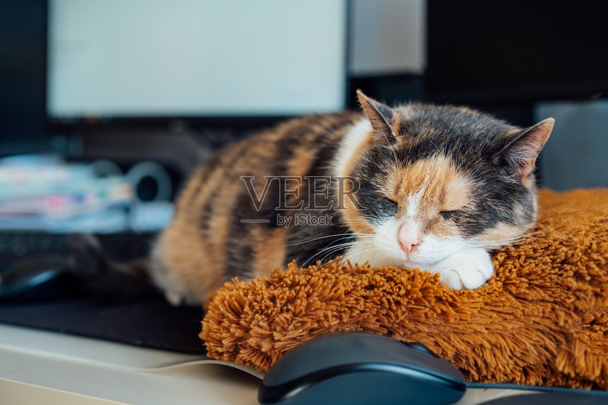 franbyrnephoto's tweet photo. [Work screen open, eyes on cat napping on keyboard. 10 mins of "productivity" = actual 5 mins of doing stuff.  #WorkFromHomeVibes]， https://t.co/Uf3h8rATrI