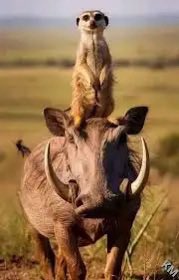 diegomedina's tweet photo. @MasterChefMx #Timón y #Pumba se hicieron pendejas haciendo las tortillas cuando una de ellas literal es tortilla 😑 https://t.co/KFZFzhVAXH