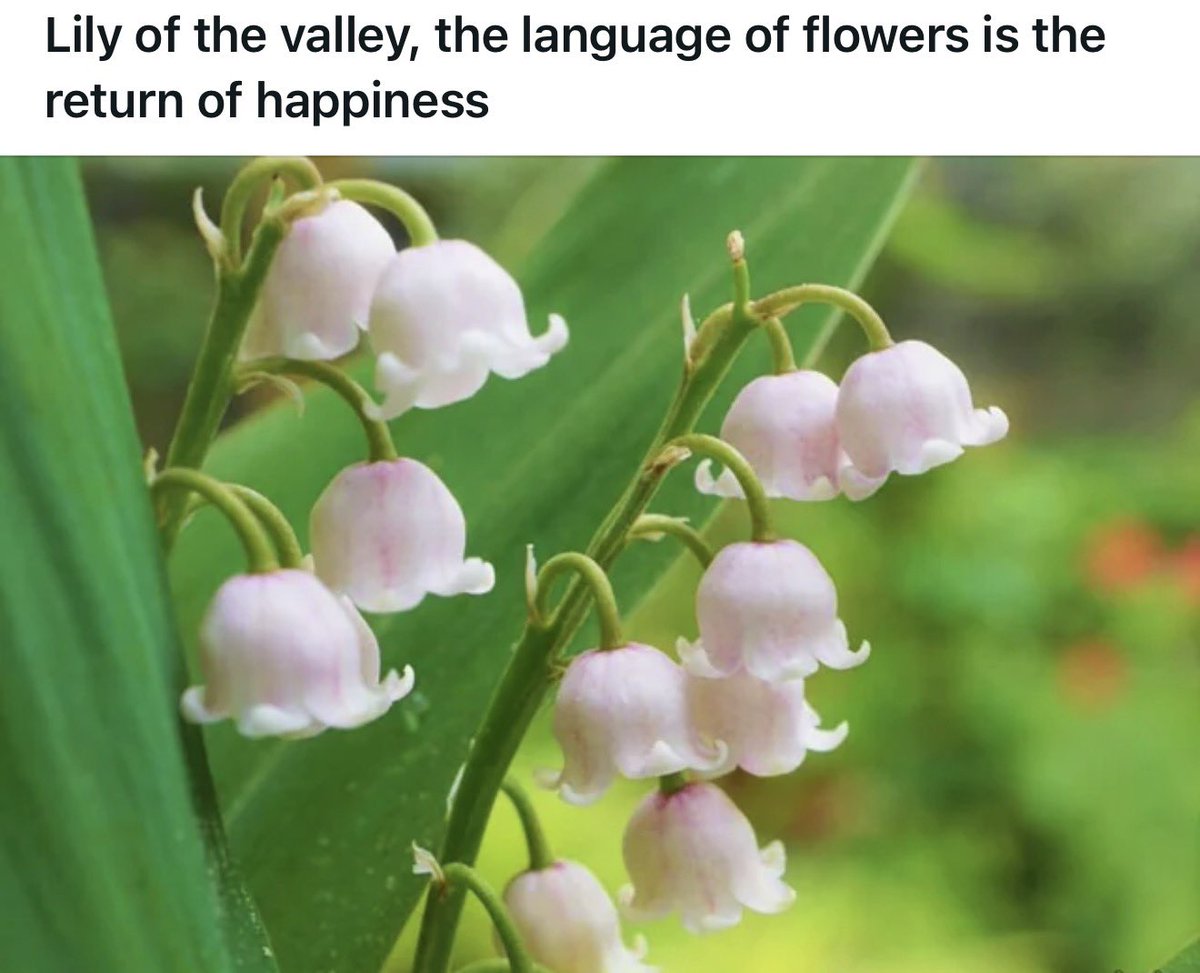 ValkosKnot's tweet photo. When (yes WHEN) we get valko back, his flower’s meaning will become even deeper

#BringValkoBack #ValkoIsThe6Li #GiveUsOurWolf https://t.co/nlbdJMIqx8