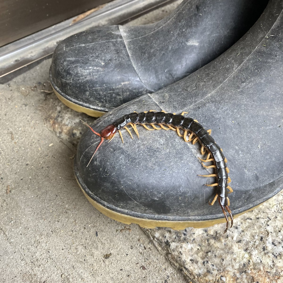 T_in_Japan's tweet photo. Lots of mukade (centipedes) around at the moment - a fact of life in the Japanese countryside. 
Got stung by one for the first time recently, the pain is pretty intense! https://t.co/fqFHX5IjFq