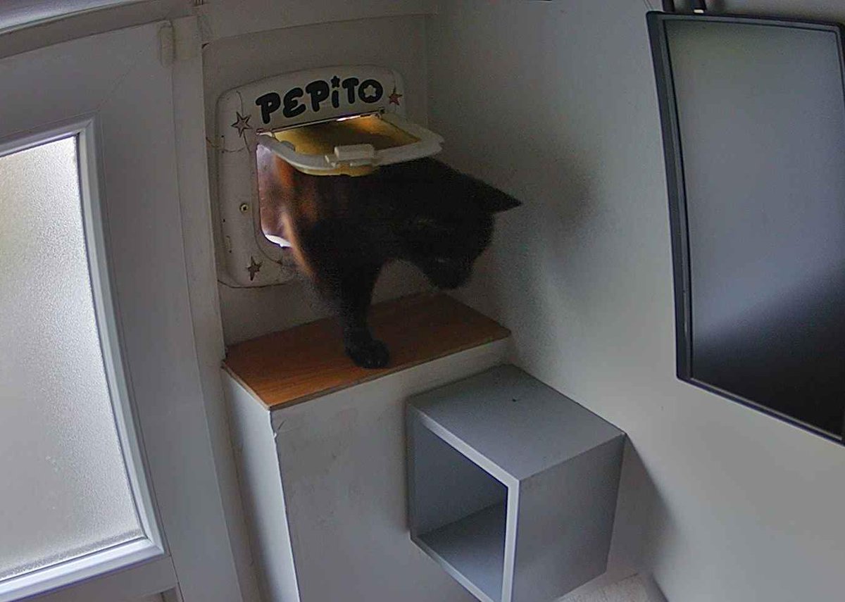 PepitoTheCat's tweet photo. Pépito is back home (06:29:59) https://t.co/qUzDkAXBq0