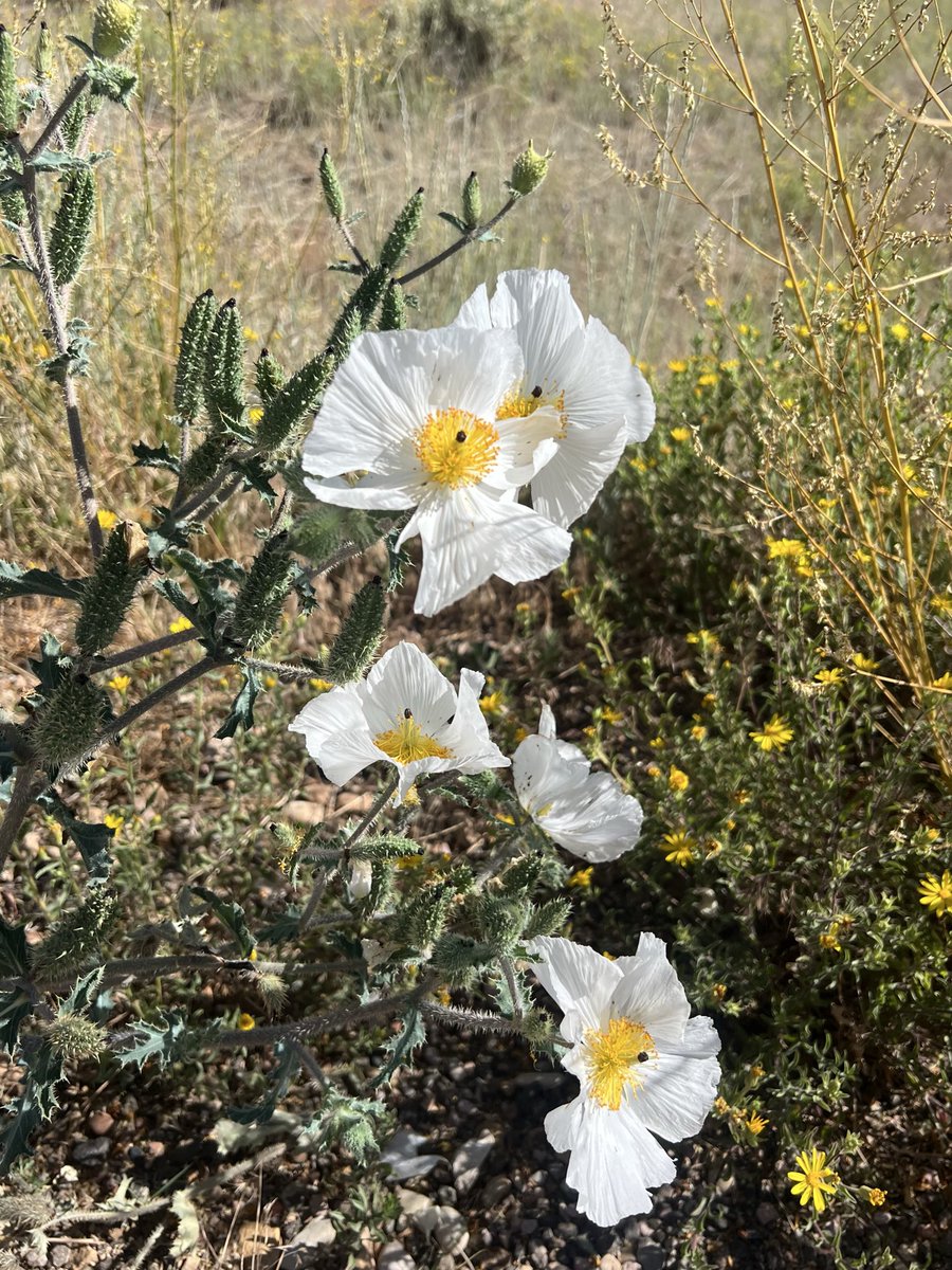 woeisme4ever's tweet photo. My desert flowers https://t.co/qIWdhPPj5O