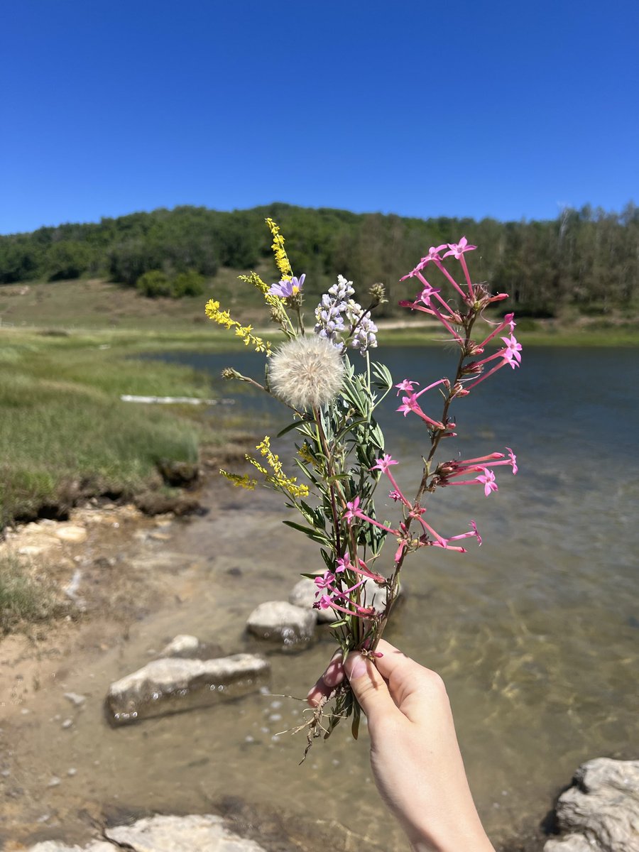 woeisme4ever's tweet photo. My desert flowers https://t.co/qIWdhPPj5O