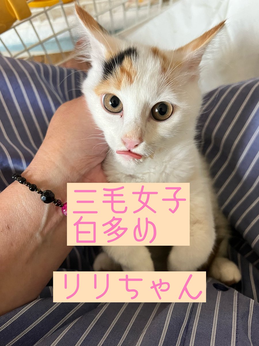 三毛の女の子たちは色の具合と毛の長さで見分けます。 この子は少し