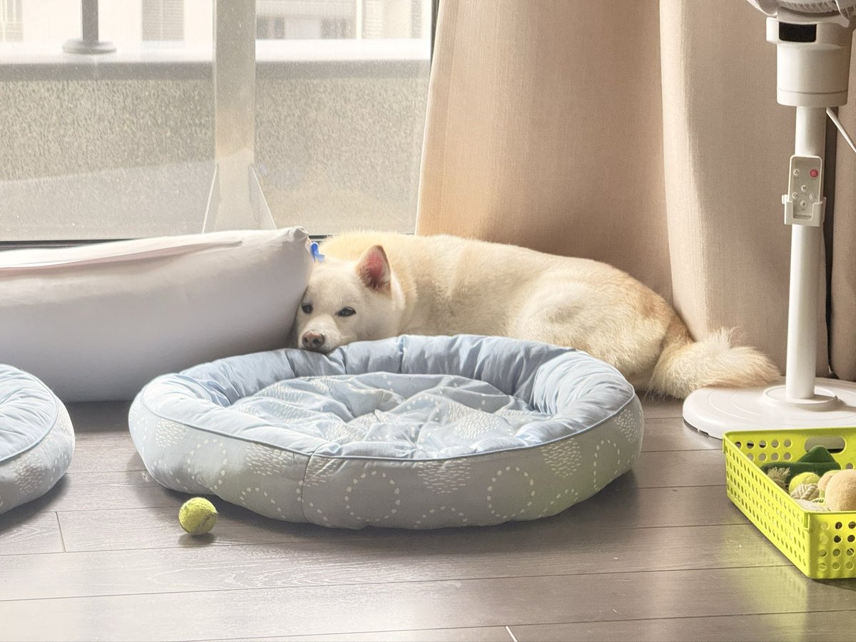 syku01's tweet photo. #Shiro 
#柴犬 #白柴 #shibainu https://t.co/OMsf7BuNgl