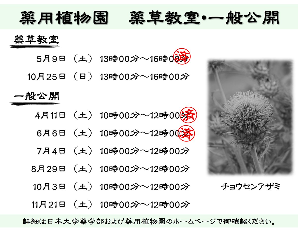 nihonuniv_pha's tweet photo. 薬用植物園内の見頃な花を紹介します（撮影日2026年6月29日）
1枚目　ムラサキ
2枚目　キバナツノゴマ
3枚目　キキョウ

今週末の土曜日は一般公開日です。 https://t.co/cJApsi2I8O