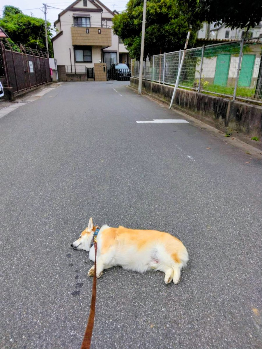 kaiba_chiri's tweet photo. 頼むからそのタイプのコギストやめて💦歩いて！！道行く人も「かわいいー！ 」っていうのやめて。調子乗るから🤣🤣🤣
#コーギー #corgi #コーギーのいる暮らし #犬のいる暮らし #犬のいる幸せ https://t.co/EkQJ6UpVWo