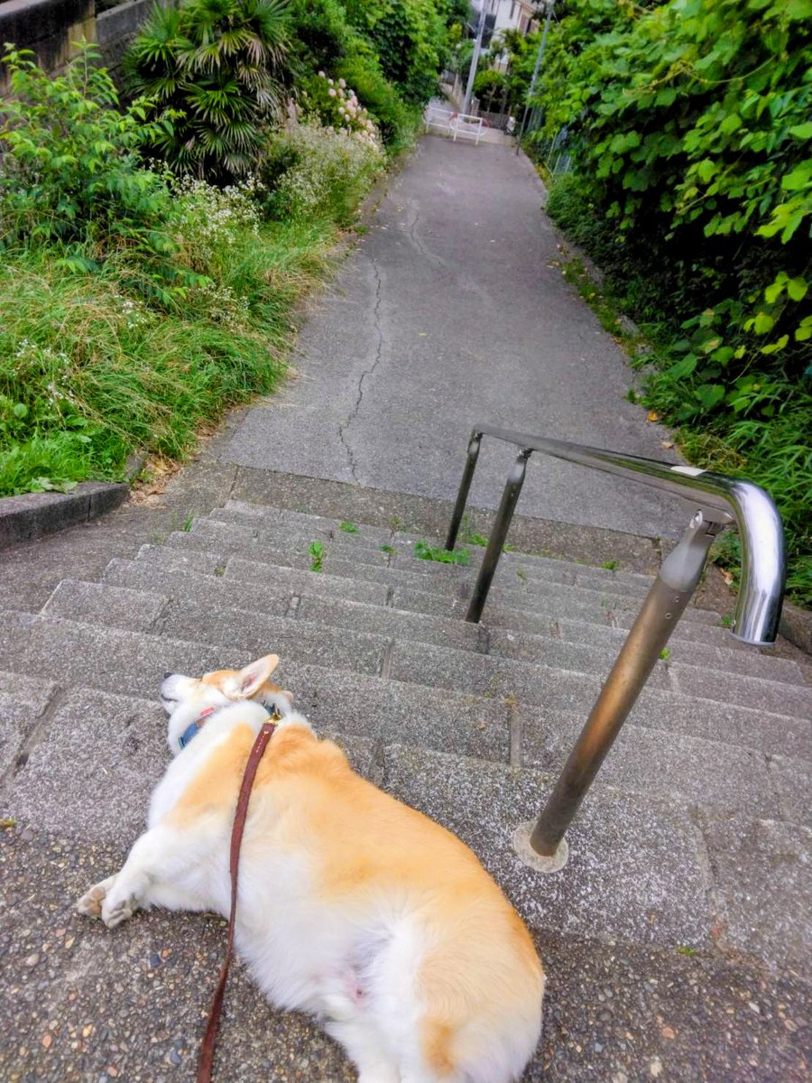 kaiba_chiri's tweet photo. 頼むからそのタイプのコギストやめて💦歩いて！！道行く人も「かわいいー！ 」っていうのやめて。調子乗るから🤣🤣🤣
#コーギー #corgi #コーギーのいる暮らし #犬のいる暮らし #犬のいる幸せ https://t.co/EkQJ6UpVWo