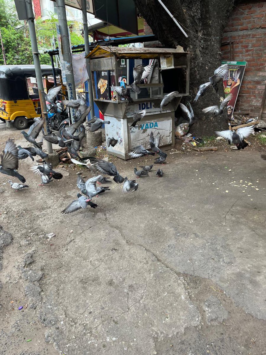 bhatt_03's tweet photo. @GHMCOnline @CommissionrGHMC 
Pigeon feeding recently started adjacent to Shobhanadri Apts, DK Road, Ameerpet, near Ratnadeep Express, Opp. Hanuman Temple and is a health hazard. Please take strict measures to curb this immediately including putting up a board warning passersby. https://t.co/k00FNjz5Q0