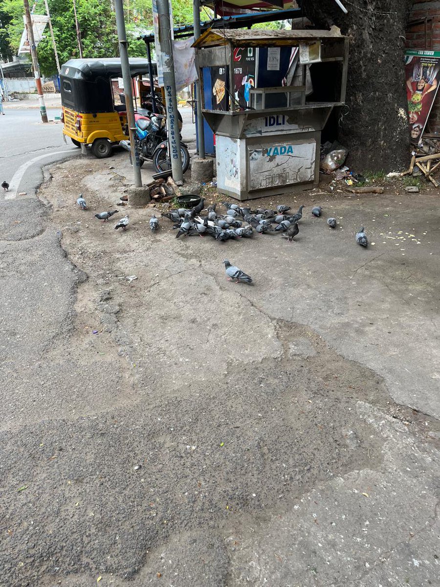bhatt_03's tweet photo. @GHMCOnline @CommissionrGHMC 
Pigeon feeding recently started adjacent to Shobhanadri Apts, DK Road, Ameerpet, near Ratnadeep Express, Opp. Hanuman Temple and is a health hazard. Please take strict measures to curb this immediately including putting up a board warning passersby. https://t.co/k00FNjz5Q0