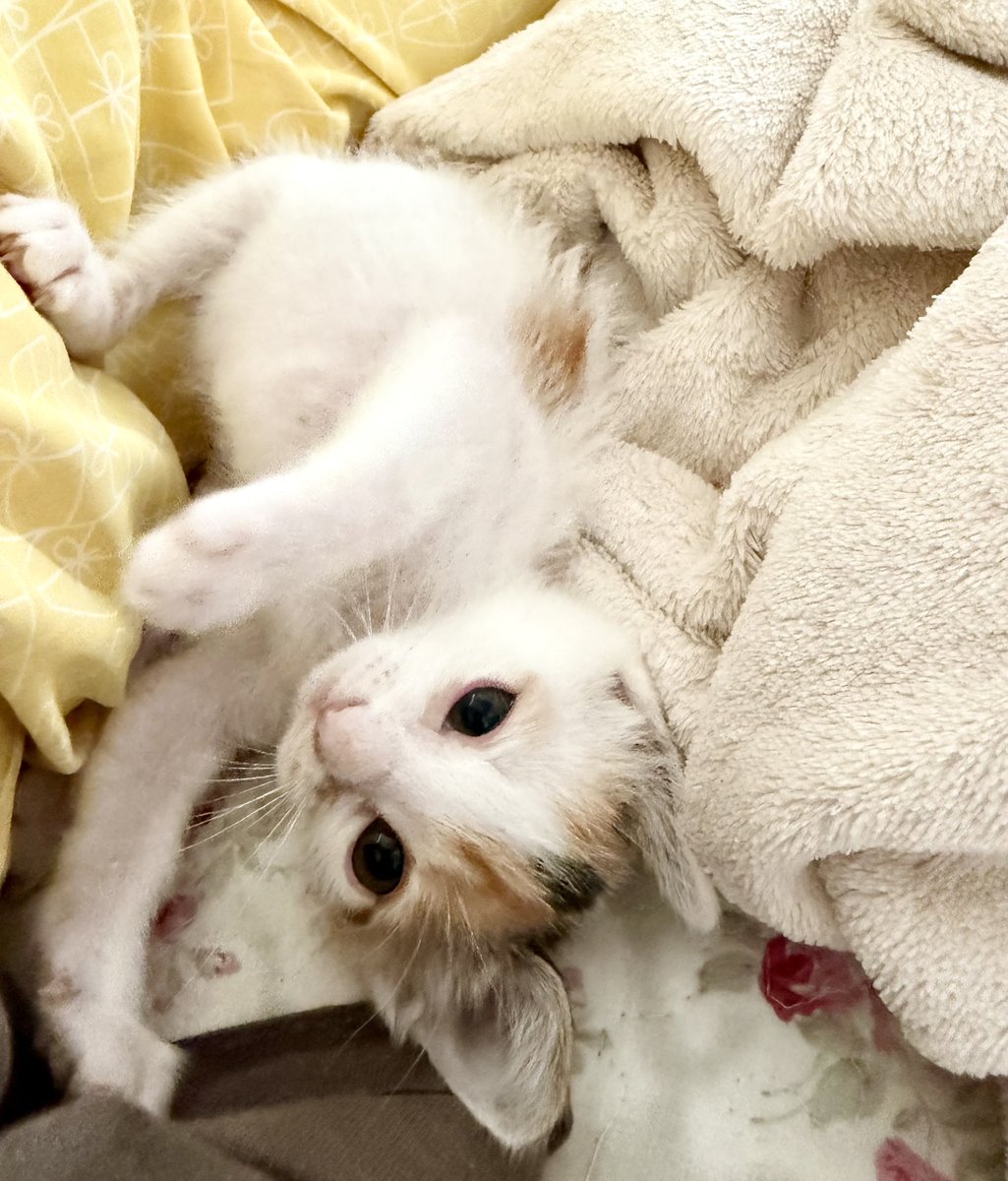 docma1212's tweet photo. 【拡散希望】

🐱里親募集🐱
・生後約1.5ヶ月
・ウイルス検査陰性
・爆音ゴロゴロ
・抱っこなでなで添い寝仕込み済み😉
・先住猫ちゃん大歓迎
・兄妹一緒に引き取り超歓迎🙌
・ご自宅までお届け可能な方のみ
・飼育環境しっかりお伺いします

#ドラちゃんベイビーズ
#里親募集中 https://t.co/7DCAmIDtKT