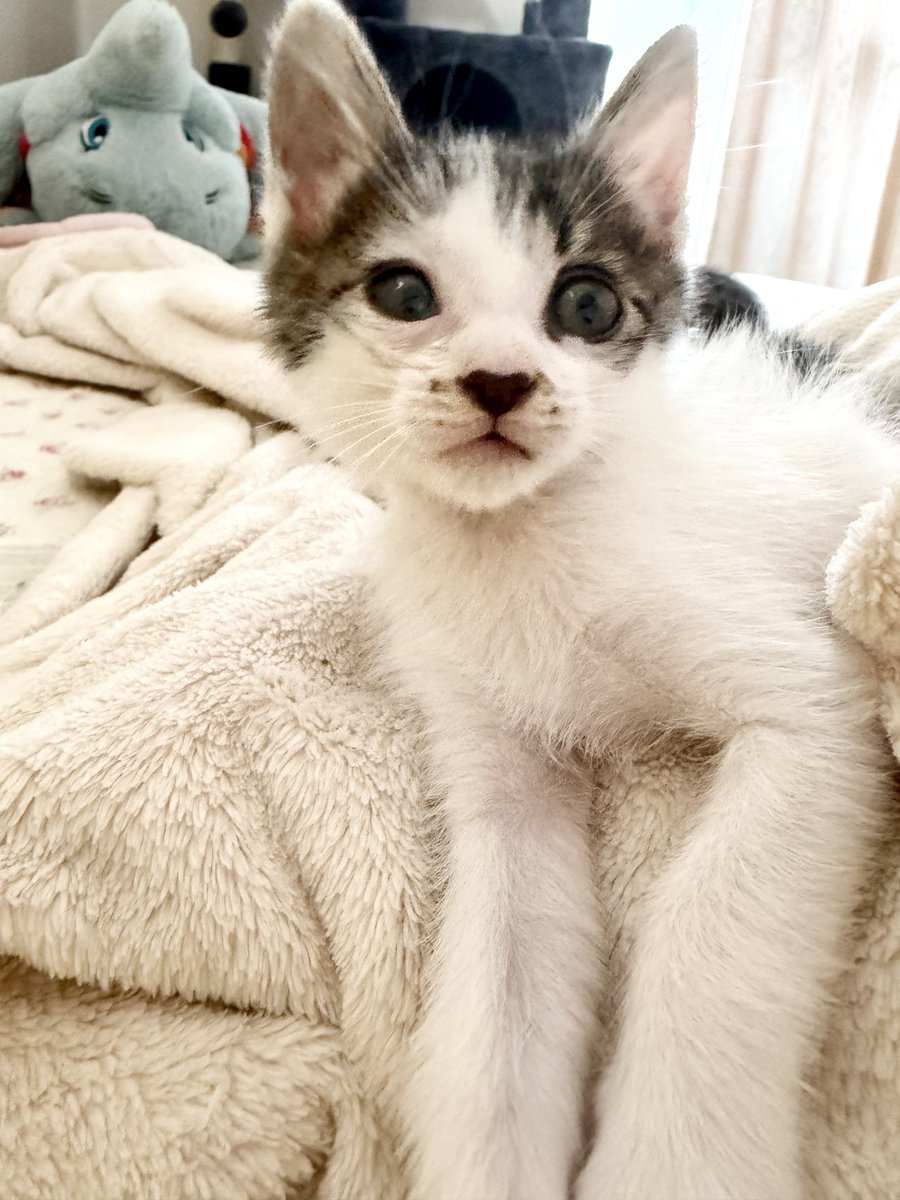 docma1212's tweet photo. 【拡散希望】

🐱里親募集🐱
・生後約1.5ヶ月
・ウイルス検査陰性
・爆音ゴロゴロ
・抱っこなでなで添い寝仕込み済み😉
・先住猫ちゃん大歓迎
・兄妹一緒に引き取り超歓迎🙌
・ご自宅までお届け可能な方のみ
・飼育環境しっかりお伺いします

#ドラちゃんベイビーズ
#里親募集中 https://t.co/7DCAmIDtKT