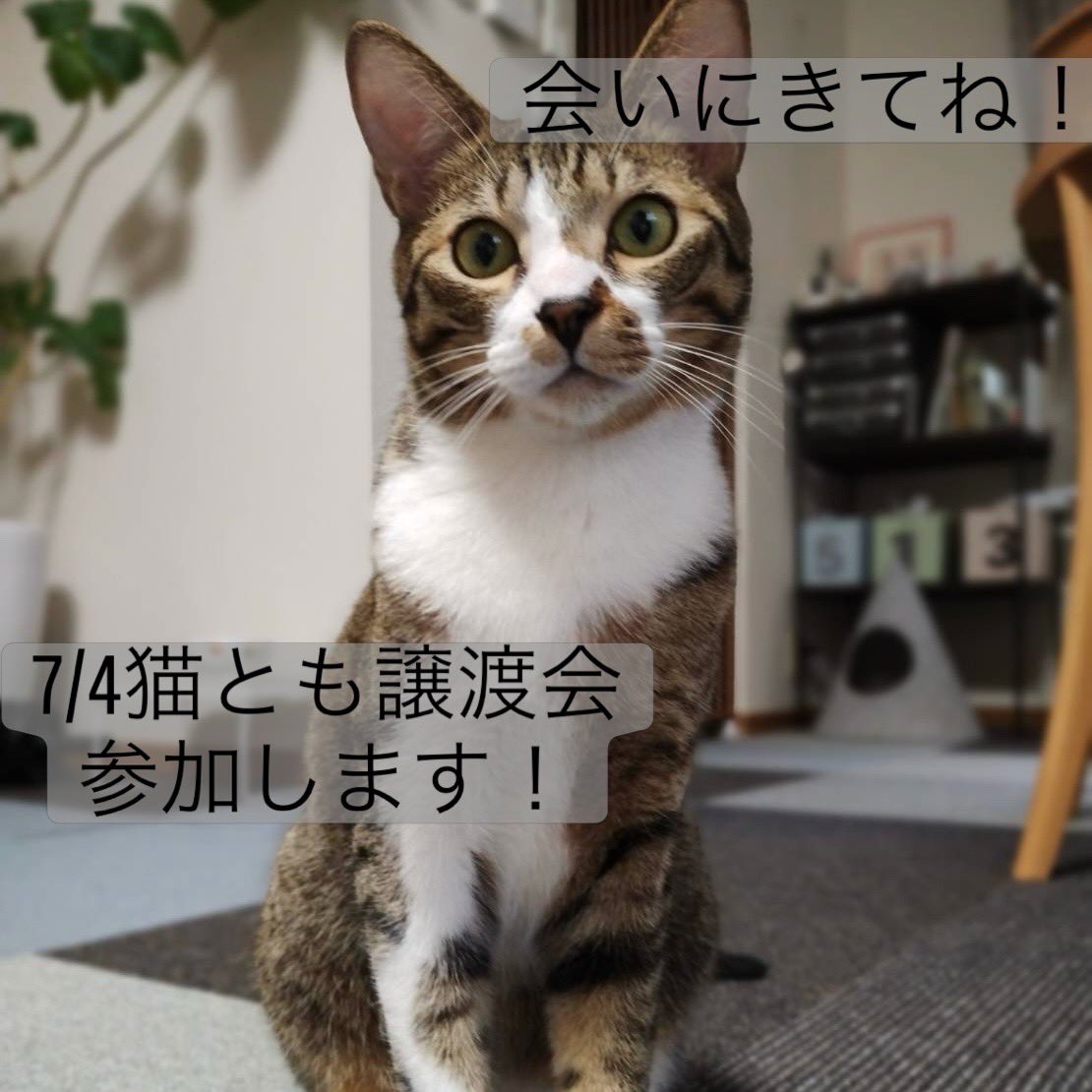 nekotomoclub's tweet photo. 第2回猫とも譲渡会に参加する猫さんの
追加をご紹介します
 
この時期子猫の相談が多いです。あそこに子猫がいた、鳴き声がしたと目撃情報が寄せられます。
 
ボランティアさんに伝えたら、保護してもらえ里親さんを探してもらえると思われるかもしれませんが相談が丸投げとならないようお願いします。 https://t.co/OHvSdIwbbj
