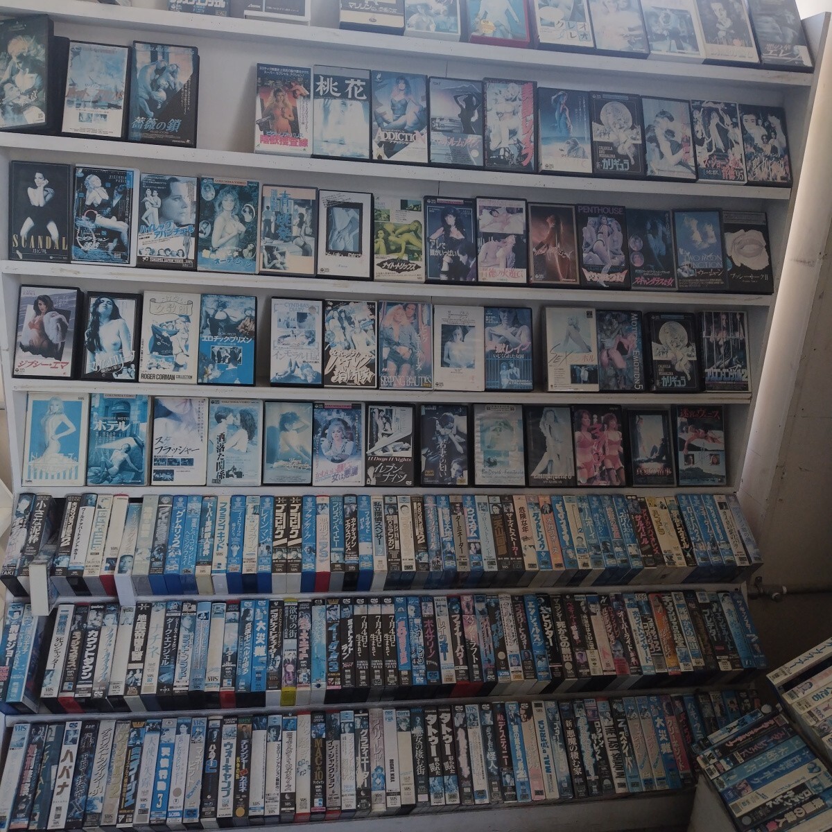 hakidamevideo's tweet photo. ヤフオクで個人経営の廃ビデオショップの在庫5000本以上が出品されている。しかも1円スタート！https://t.co/wlQIdUwHyW https://t.co/N4TgPoVsKp