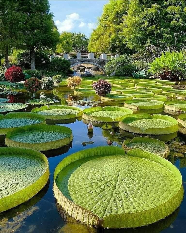 Desomag's tweet photo. Jardin aquatique de Kusatsu, Japon 🇯🇵 

📸 : michiyo01130312 https://t.co/yT23g2e3is