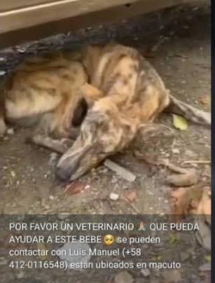 Bárbara Castillo Donate tweet media