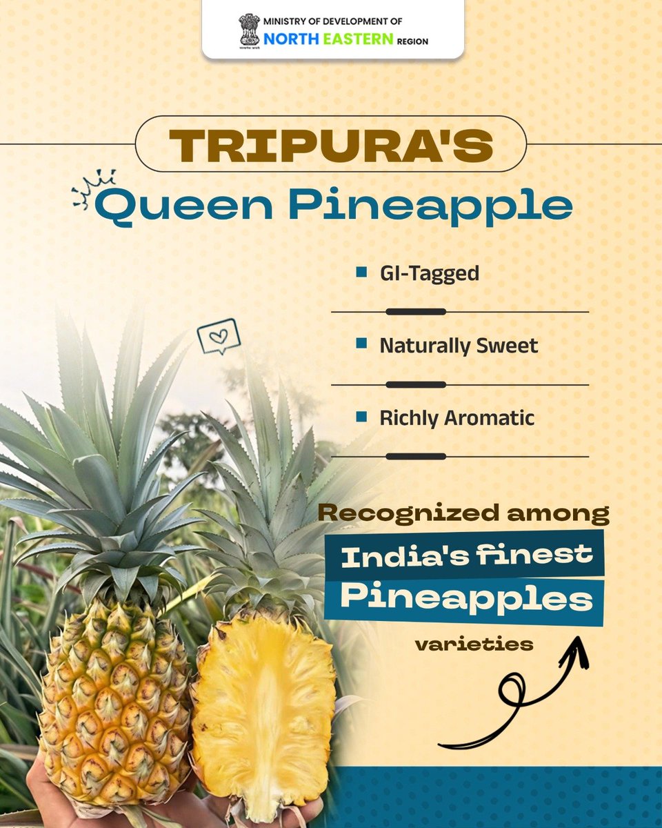 MDoNER_India's tweet photo. Sweet, juicy, and uniquely aromatic, Tripura’s Queen Pineapple is one of the Northeast India’s most celebrated agricultural treasures. Grown naturally amidst lush green landscapes, it reflects the richness of the region's soil and farming traditions.
#MDoNERIndia #QueenPineapple #Tripura #NortheastIndia #VocalForLocal #GIProduct