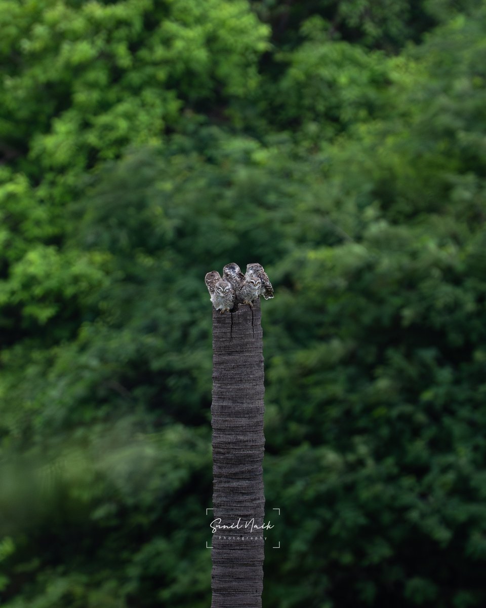 sunillnaik's tweet photo. Spotted owlets often roost in small family groups — this palm stump was clearly prime real estate. 🦉🌴 #birds #hyderabad https://t.co/7bPR6jBPSO